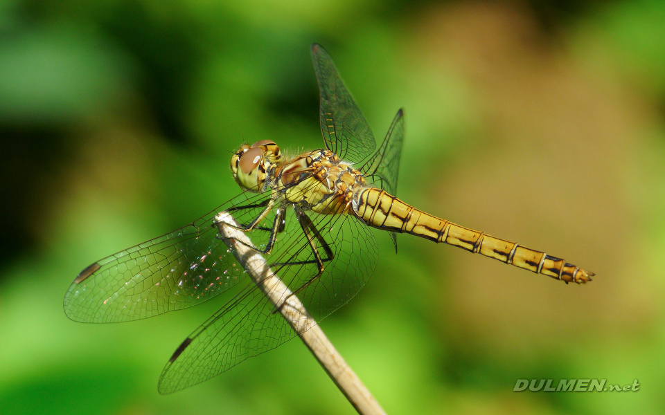 Moustached Darter (Female, Sympetrum vulgatum)